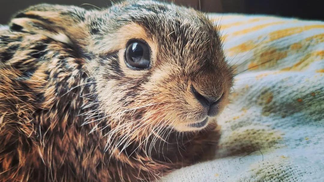 Wildtiere bekommen Nachwuchs: Was man als Besitzer von Hund' und Katz jetzt dringend beachten sollte