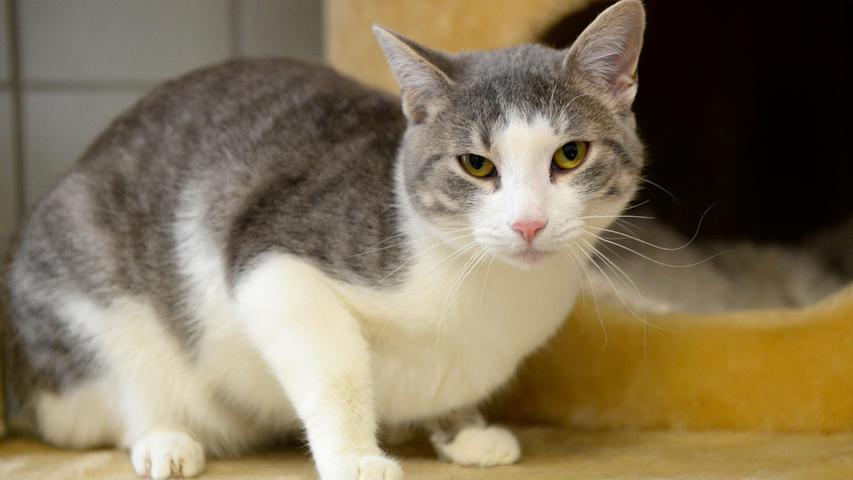 Die grau-weiße Katze „Lara“ muss nun ihren ersten Geburtstag am 10. Mai im Tierheim verbringen. „Lara“ lebte in ihrem bisherigen Zuhause mit einem Kater zusammen, mit dem sie viel und gerne spielte und beide kamen gut miteinander zurecht. Doch eines Tages wurde „Lara“ vom Nachbarskater erschreckt und seitdem vertrug sie sich nicht mehr mit ihrem bisherigen Freund und Spielgefährten. Nachdem sich das Verhältnis der beiden zueinander nicht mehr einpendelte, wurde „Lara“, die bisher als reine Wohnungskatze gehalten wurde, wieder ans Tierheim zurückgegeben. Der kleine Unglückswurm ist nun auf der Suche nach einem neuen Zuhause in einer geräumigen Wohnung, in welcher sie als Einzelkatze gehalten wird, aber wo man auch genügend Zeit für sie hat. Ein gesicherter Balkon wäre schön, denn welche Katze sitzt nicht gerne mal in der Sonne? Das Tierheim Neumarkt ist trotz der erfolgten Lockerungen noch immer bis auf Weiteres für Besucher, Gassigeher und Katzenstreichler geschlossen. Besuche und Tiervermittlungen können nur nach vorheriger telefonischer Terminvereinbarung stattfinden. Das Büro ist täglich (außer an Sonn- und Feiertagen) von 14.30 bis 17 Uhr unter der Telefonnummer (0 91 81) 2 28 62 erreichbar. In Notfällen und im Falle von Fundtieren ist das Tierheim ebenfalls unter dieser Telefonnummer erreichbar. Hier geht es zur Internet-Seite des Tierheims.
Die grau-weiße Katze „Lara“ muss nun ihren ersten Geburtstag am 10. Mai im Tierheim verbringen. „Lara“ lebte in ihrem bisherigen Zuhause mit einem Kater zusammen, mit dem sie viel und gerne spielte und beide kamen gut miteinander zurecht. Doch eines Tages wurde „Lara“ vom Nachbarskater erschreckt und seitdem vertrug sie sich nicht mehr mit ihrem bisherigen Freund und Spielgefährten. Nachdem sich das Verhältnis der beiden zueinander nicht mehr einpendelte, wurde „Lara“, die bisher als reine Wohnungskatze gehalten wurde, wieder ans Tierheim zurückgegeben. Der kleine Unglückswurm ist nun auf der Suche nach einem neuen Zuhause in einer geräumigen Wohnung, in welcher sie als Einzelkatze gehalten wird, aber wo man auch genügend Zeit für sie hat. Ein gesicherter Balkon wäre schön, denn welche Katze sitzt nicht gerne mal in der Sonne? Das Tierheim Neumarkt ist trotz der erfolgten Lockerungen noch immer bis auf Weiteres für Besucher, Gassigeher und Katzenstreichler geschlossen. Besuche und Tiervermittlungen können nur nach vorheriger telefonischer Terminvereinbarung stattfinden. Das Büro ist täglich (außer an Sonn- und Feiertagen) von 14.30 bis 17 Uhr unter der Telefonnummer (0 91 81) 2 28 62 erreichbar. In Notfällen und im Falle von Fundtieren ist das Tierheim ebenfalls unter dieser Telefonnummer erreichbar. Hier geht es zur Internet-Seite des Tierheims.