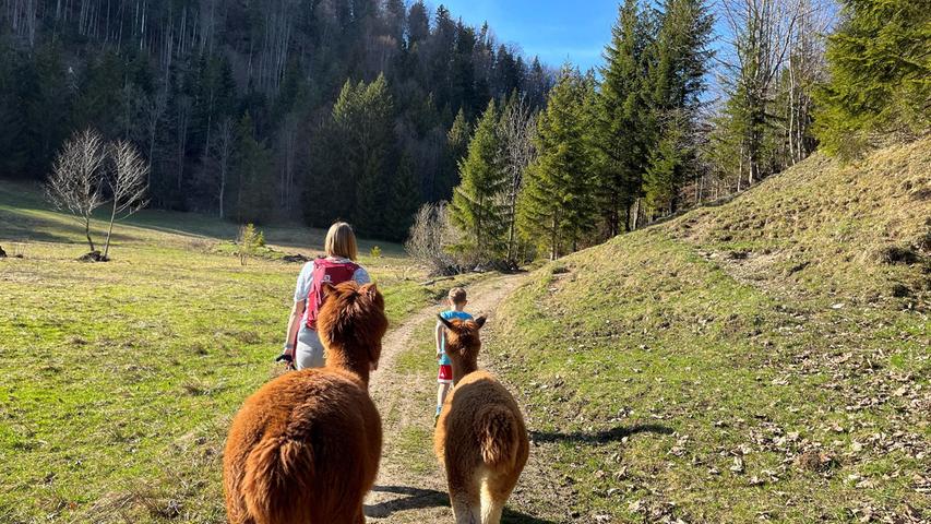 Die Alpakas zu führen, lernen auch Kinder nach wenigen Metern.
