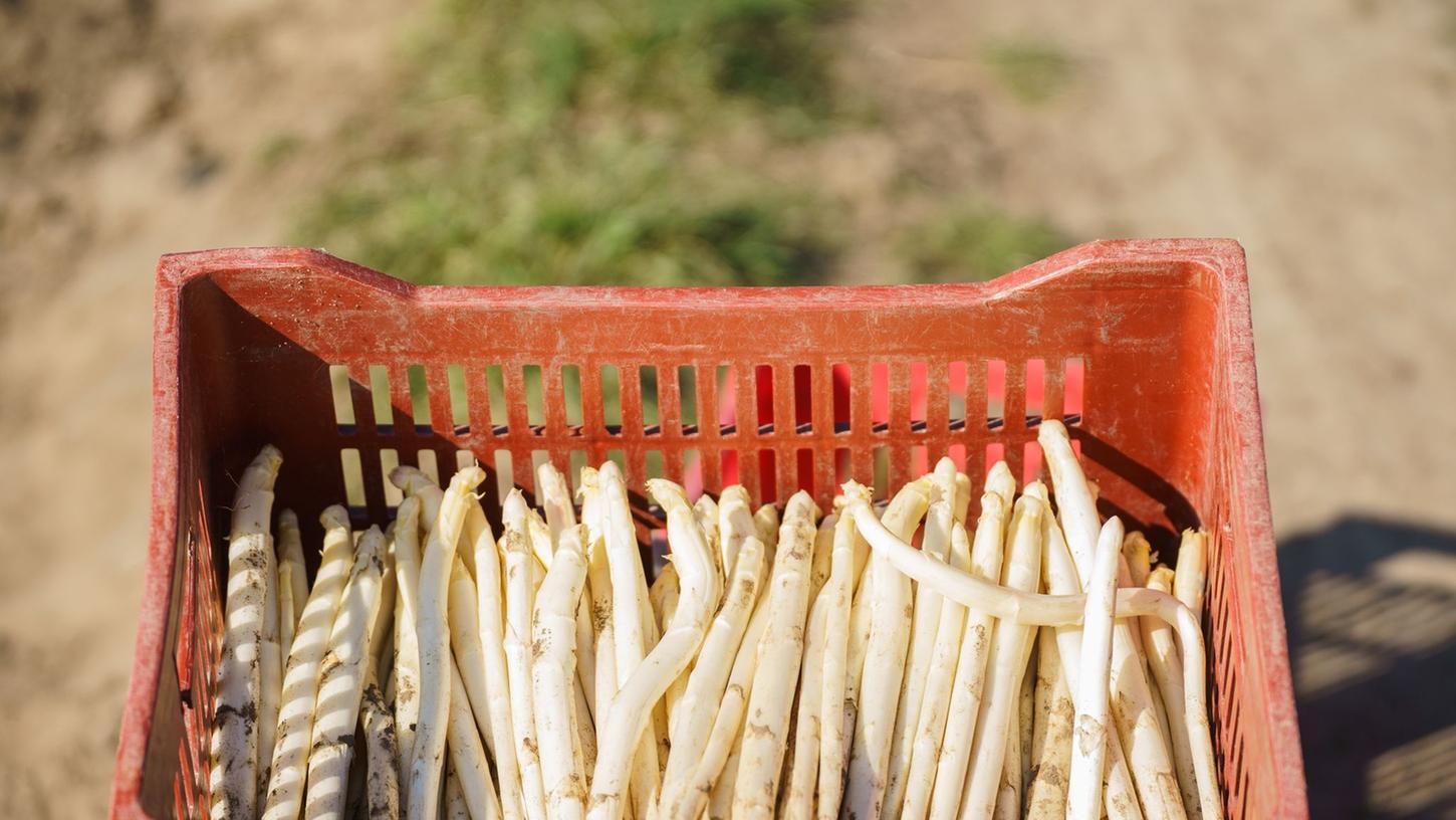 Eine Kiste frischer Spargel steht auf dem Feld. Darin sind Stangen mit Gardemaß, aber auch Exemplare mit Formfehlern und Macken. Eine Kiste frischer Spargel steht auf dem Feld. Darin sind Stangen mit Gardemaß, aber auch Exemplare mit Formfehlern und Macken.