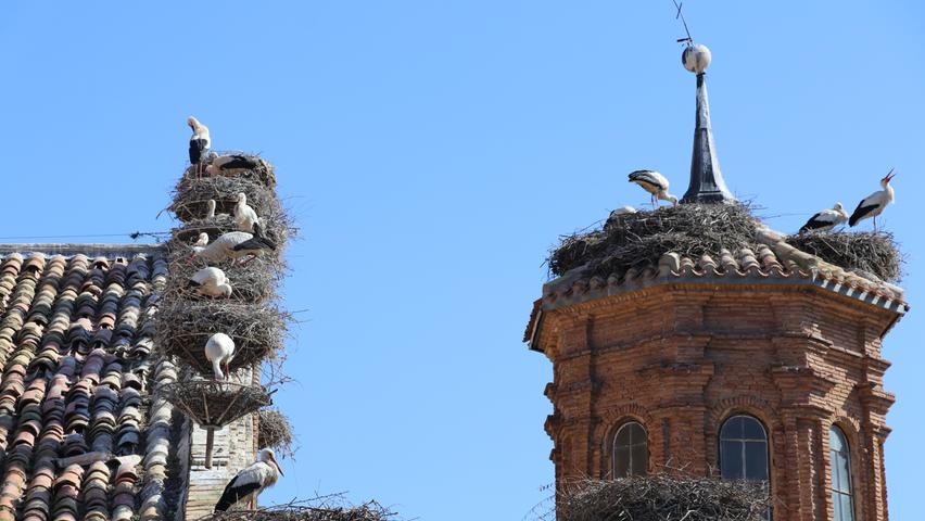 In Alfaro leben über 250 Störche auf den Dächern der Kirche. Die Vögel sind nicht nur ein beliebtes Fotomotiv, sondern auch Glücksbringer: Die Geburt von Zwillingen und Drillingen ist in dem kleinen Ort außergewöhnlich häufig.
