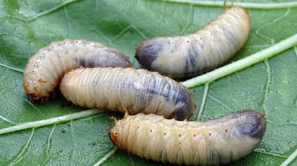 Engerlinge Rosenkäfer