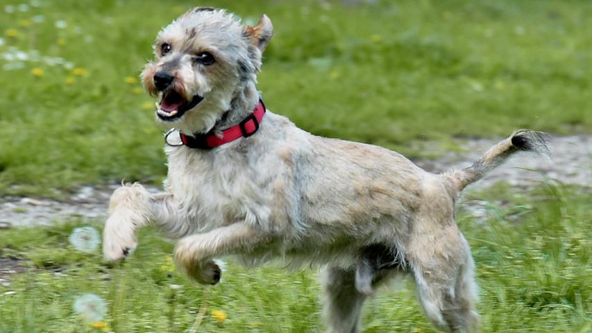 Mischlingshund Fritzi wurde 2015 geboren und ist eine Terriermischling. Er ist stets gut gelaunt und immer zu Späßen aufgelegt. Fritzi ist sehr aufgeweckt und liebt es, sich verwöhnen zu lassen.
