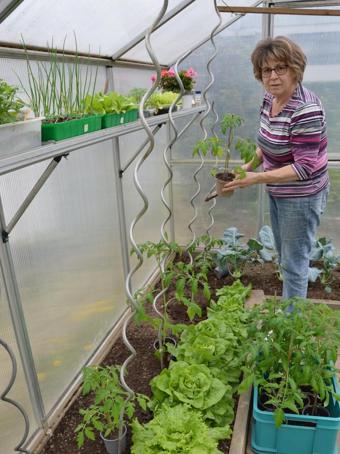 Glücklich, wer ein Gewächshaus besitzt: Hobbygärtnerin Emmi Binder aus Windsfeld versorgt auch die Enkelkinder mit frischem Gemüse.
