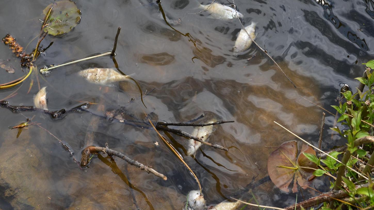 Tote kleine Weißfische treiben im Altmühlüberleiter (Archivbild).
