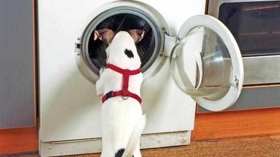 Hundehaare aus der Waschmaschine entfernen: Mit diesen Tricks klappt es