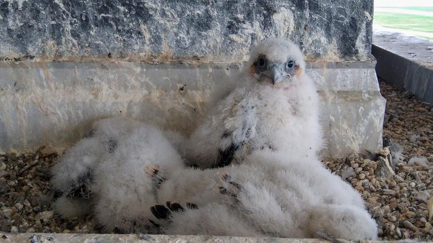 Die drei Jungvögel waren Ende April geschlüpft. Die drei Jungvögel waren Ende April geschlüpft.