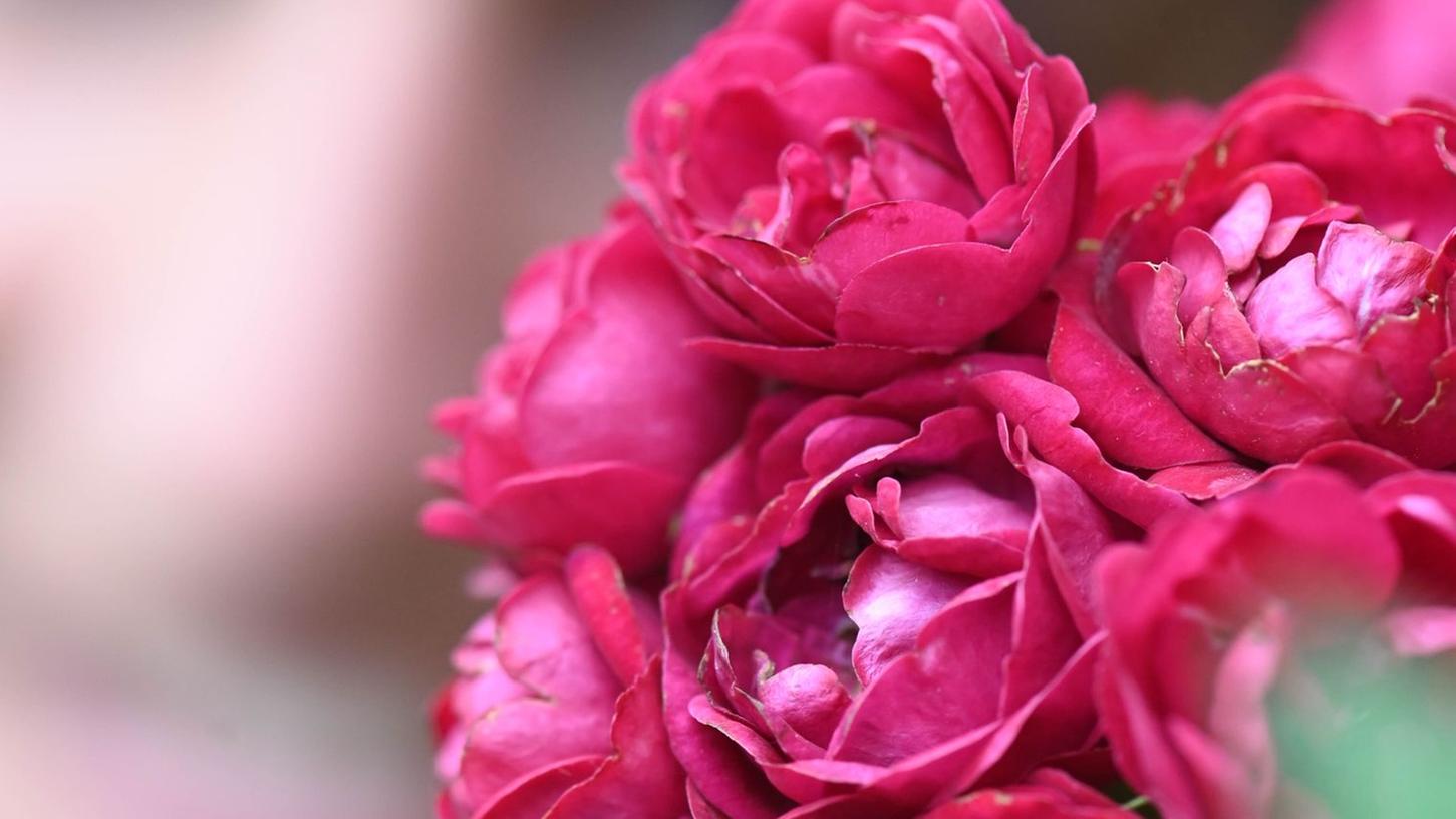 Die Kletterose 'Perennial Domino' trägt den Titel "Rose des Jahres 2022" der Deutschen Rosengesellschaft. Die Kletterose 'Perennial Domino' trägt den Titel "Rose des Jahres 2022" der Deutschen Rosengesellschaft.
