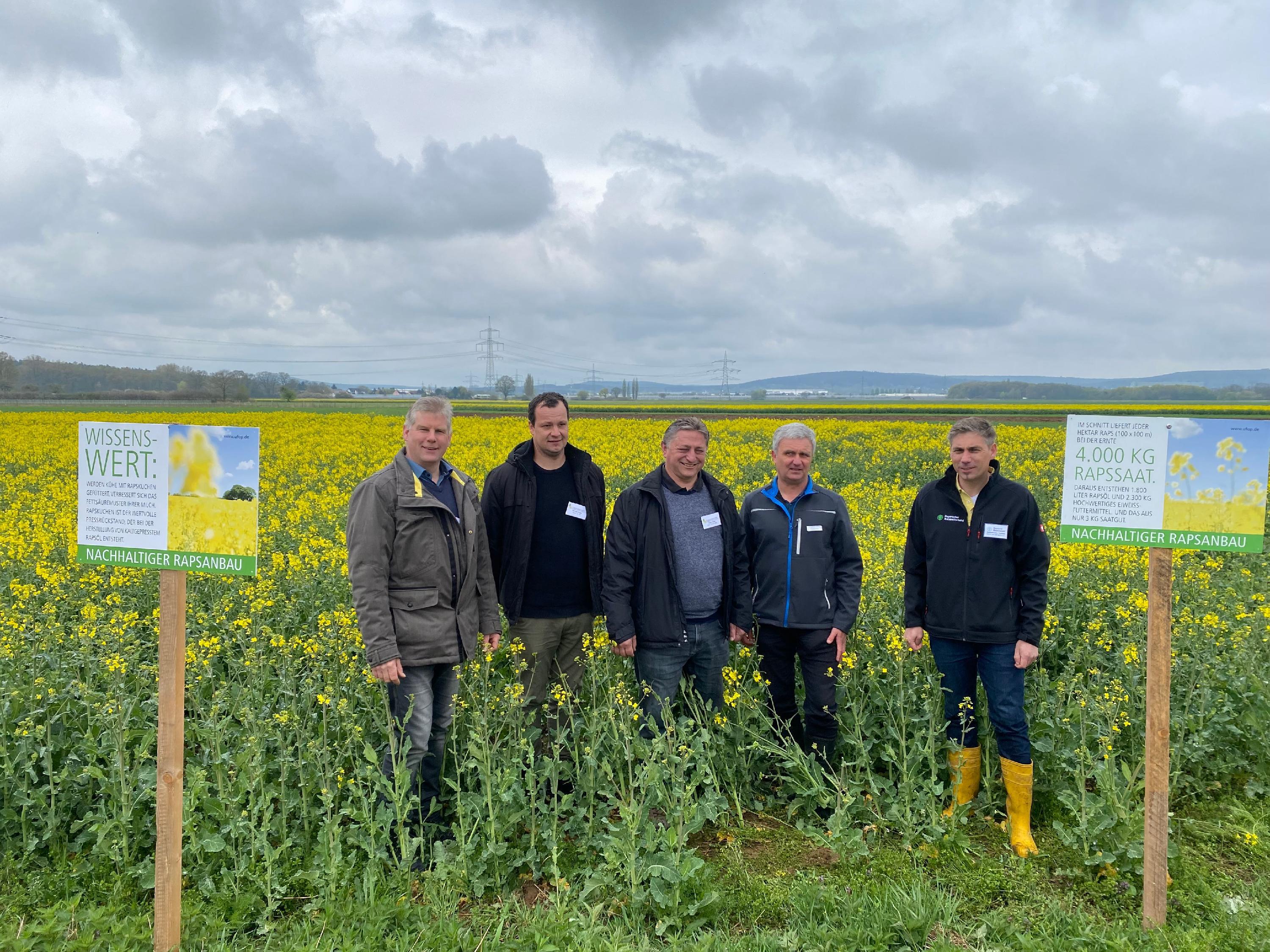 Gosberg Raps hat viele Vorteile, doch der Anbau wird immer unattraktiver Nordbayern