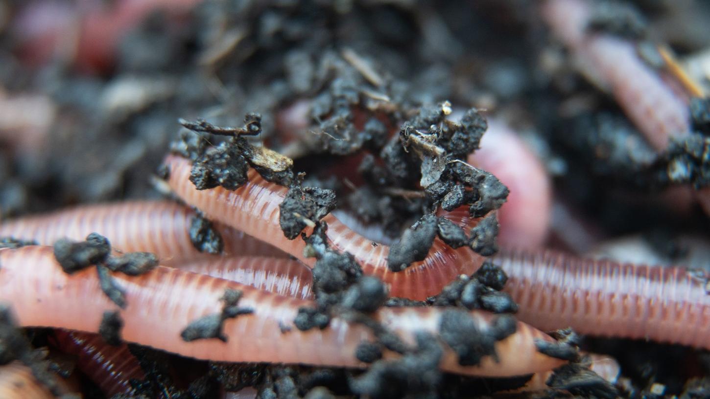 Ein Regenwurm für den Kompost liegt beim Wurmzüchter Bestworm in einer Kiste mit Erde.
