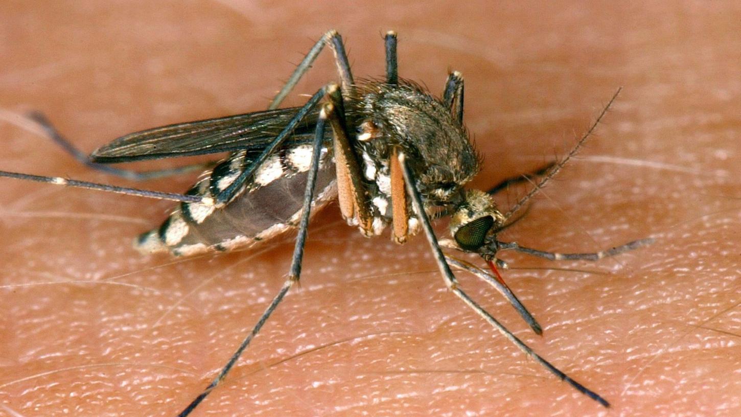 Eine Mücke saugt Blut aus der Haut. Auf diesen Weg überträgt sich das West-Nil-Virus. Die Verläufe sind allerdings meistens ungefährlich. Eine Mücke saugt Blut aus der Haut. Auf diesen Weg überträgt sich das West-Nil-Virus. Die Verläufe sind allerdings meistens ungefährlich.