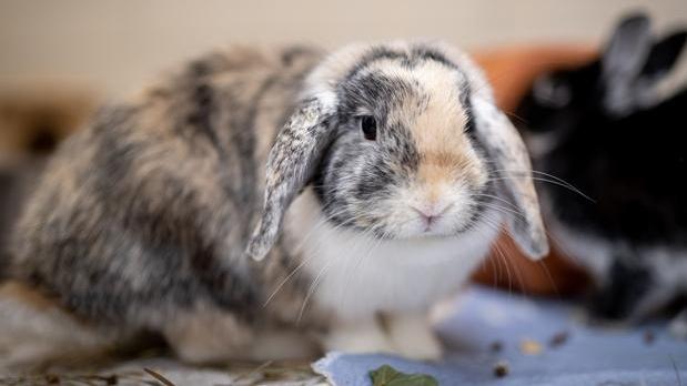 Die beiden Kaninchen Romy und Theo sind zwei Jahre alt und fast genauso lange im Tierheim. Das Problem? „Romy und Theo sind chronische Schnupfer, aber auch sie haben so sehr ein Zuhause verdient“, sagen die Tierpfleger. Romy ist etwas zickig, deshalb sollten keine Kinder im neuen Zuhause leben. Theo ist anfangs etwas ängstlich, dann aber sehr lieb. Wer bietet den beiden ein schönes Gehege? Viele Tipps und Infos im Internet unter www.kaninchenwiese.de
Mehr Informationen gibt es beim Tierheim Nürnberg, Stadenstraße 90, 90491 Nürnberg, Telefon (0911) 919890.
Die beiden Kaninchen Romy und Theo sind zwei Jahre alt und fast genauso lange im Tierheim. Das Problem? „Romy und Theo sind chronische Schnupfer, aber auch sie haben so sehr ein Zuhause verdient“, sagen die Tierpfleger. Romy ist etwas zickig, deshalb sollten keine Kinder im neuen Zuhause leben. Theo ist anfangs etwas ängstlich, dann aber sehr lieb. Wer bietet den beiden ein schönes Gehege? Viele Tipps und Infos im Internet unter www.kaninchenwiese.de
Mehr Informationen gibt es beim Tierheim Nürnberg, Stadenstraße 90, 90491 Nürnberg, Telefon (0911) 919890.