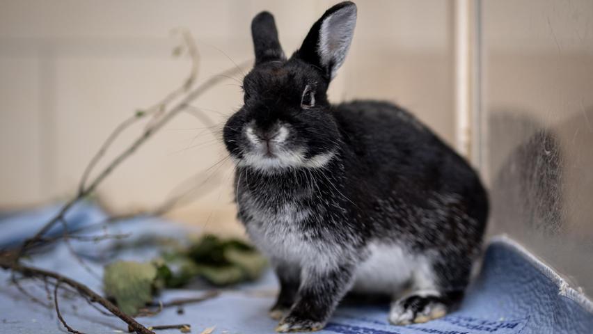 Die beiden Kaninchen Romy und Theo sind zwei Jahre alt und fast genauso lange im Tierheim. Das Problem? „Romy und Theo sind chronische Schnupfer, aber auch sie haben so sehr ein Zuhause verdient“, sagen die Tierpfleger. Romy ist etwas zickig, deshalb sollten keine Kinder im neuen Zuhause leben. Theo ist anfangs etwas ängstlich, dann aber sehr lieb. Wer bietet den beiden ein schönes Gehege? Viele Tipps und Infos im Internet unter www.kaninchenwiese.de
Mehr Informationen gibt es beim Tierheim Nürnberg, Stadenstraße 90, 90491 Nürnberg, Telefon (0911) 919890.
Die beiden Kaninchen Romy und Theo sind zwei Jahre alt und fast genauso lange im Tierheim. Das Problem? „Romy und Theo sind chronische Schnupfer, aber auch sie haben so sehr ein Zuhause verdient“, sagen die Tierpfleger. Romy ist etwas zickig, deshalb sollten keine Kinder im neuen Zuhause leben. Theo ist anfangs etwas ängstlich, dann aber sehr lieb. Wer bietet den beiden ein schönes Gehege? Viele Tipps und Infos im Internet unter www.kaninchenwiese.de
Mehr Informationen gibt es beim Tierheim Nürnberg, Stadenstraße 90, 90491 Nürnberg, Telefon (0911) 919890.