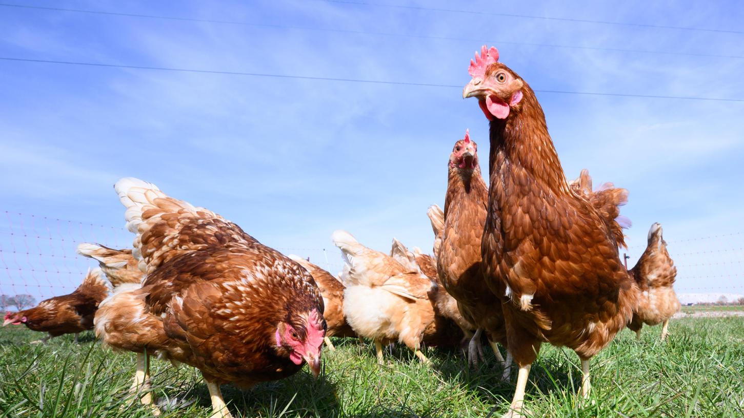 Hühner im Garten halten liegt im Trend. Mit diesen Tipps gelingt es.