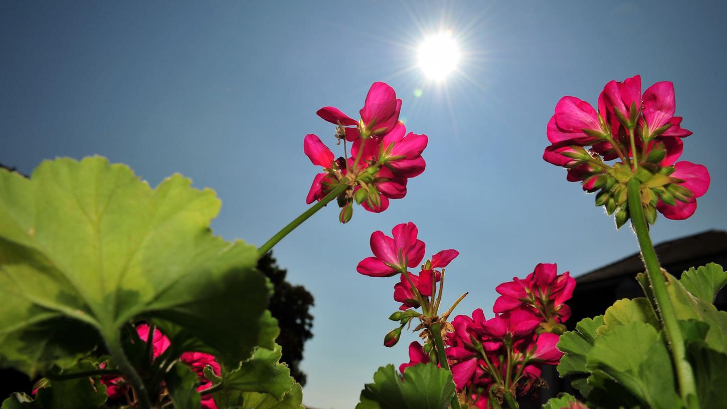 Geranien brauchen viel Sonne, um viele Knospen zu bilden. Geranien brauchen viel Sonne, um viele Knospen zu bilden.