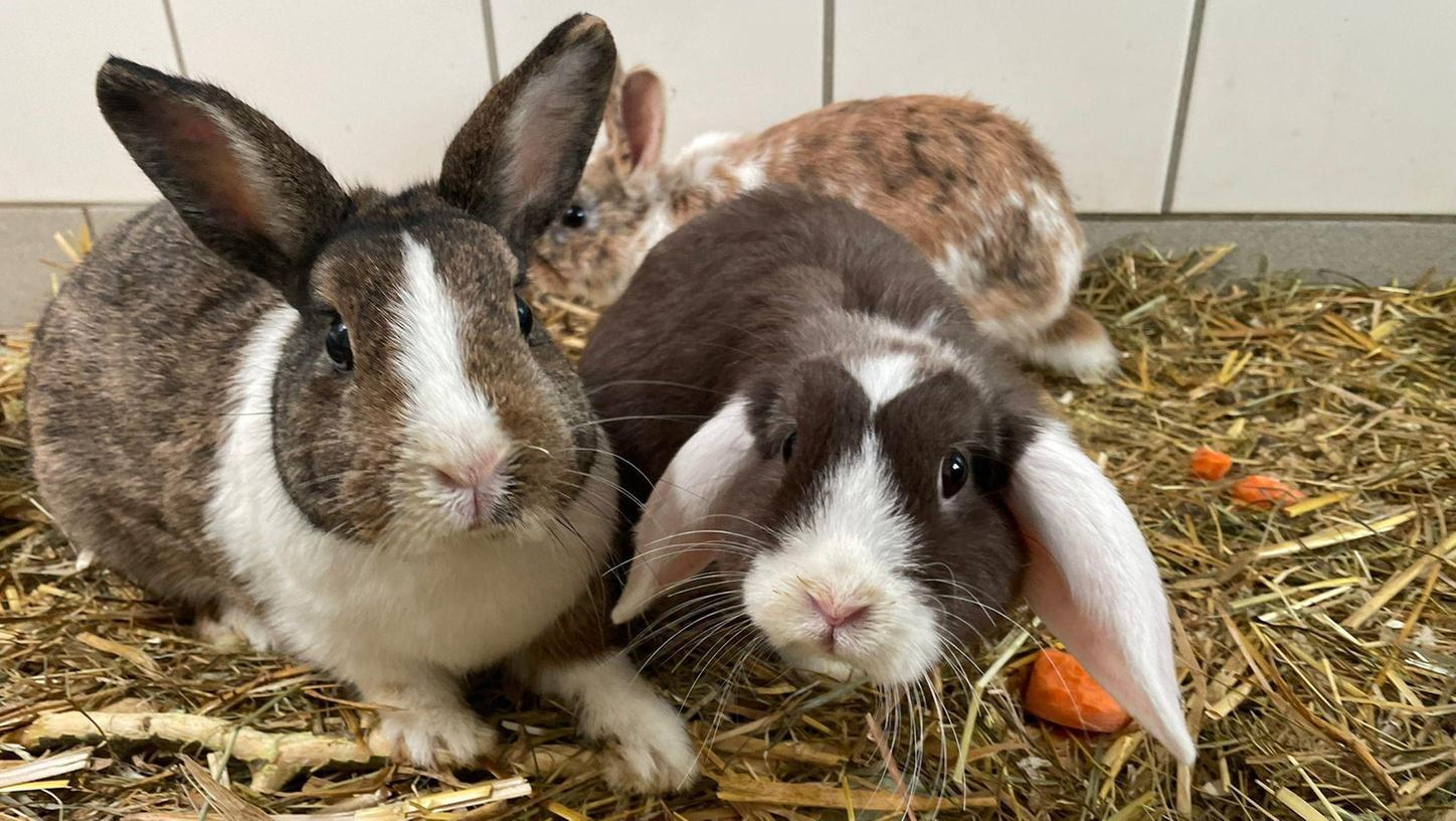 Gottseidank ein neues Zuhause! Fast 100 Hasen und Kaninchen haben die Rother Tierschützer aus Verschlägen im Keller einer überforderten Halterin befreit.

