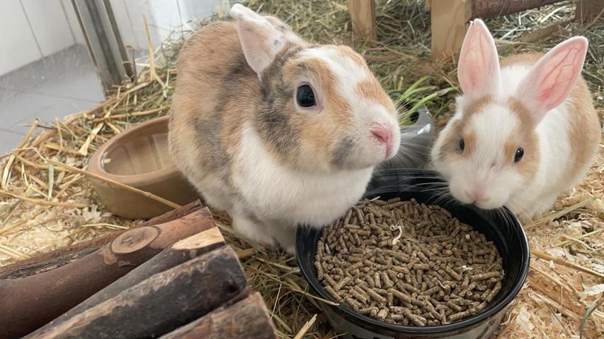 Üble Zustände: Über 90 Hasen in Franken aus Keller-Verschlag befreit