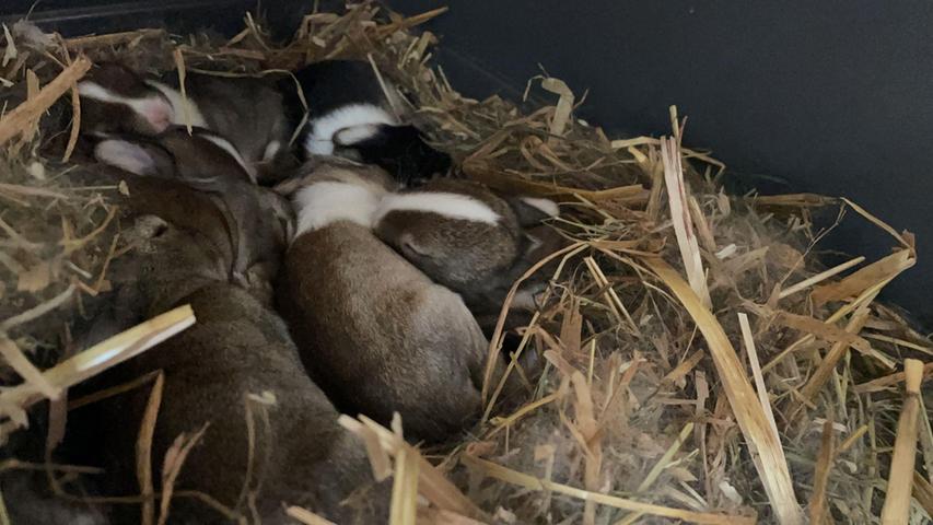 Üble Zustände: Über 90 Hasen in Franken aus Keller-Verschlag befreit