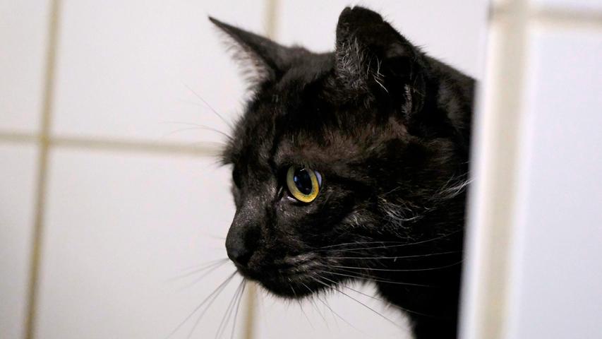 Im Berger Ortsteil Stöckelsberg wurde der black-smoke-farbene Kater gefunden. Er saß dort in der Rohrenstädter Straße in einem Holzschuppen. Allerdings geschah dies schon am 26. Dezember 2021 und der Kater wurde jetzt erst, am 5. Mai 2022, ins Tierheim Neumarkt gebracht, weil er sich, wie es hieß, mit dem dort bereits vorhandenen Kater nicht vertrug. Dass man gefundene Sachen, und dazu gehören auch Tiere, nicht einfach behalten darf, sollte sich mittlerweile eigentlich herumgesprochen haben, denn man macht sich hier der Fundunterschlagung schuldig. Im Tierheim wurde festgestellt, dass dieser Fundkater ein Merkmal hat, mit welchem er eigentlich sofort wiedererkannt werden müsste, nämlich einen Stummelschwanz. Außerdem ist der Kater kastriert und auch mit einem Chip versehen, d.h., hier gibt es ganz eindeutig Besitzer. Diese werden gebeten, sich im Tierheim Neumarkt zu melden. Das Tierheim Neumarkt ist trotz der erfolgten Lockerungen noch immer bis auf Weiteres für Besucher, Gassigeher und Katzenstreichler geschlossen. Besuche und Tiervermittlungen können nur nach vorheriger telefonischer Terminvereinbarung stattfinden. Das Büro ist täglich (außer an Sonn- und Feiertagen) von 14.30 bis 17 Uhr unter der Telefonnummer (0 91 81) 2 28 62 erreichbar. In Notfällen und im Falle von Fundtieren ist das Tierheim ebenfalls unter dieser Telefonnummer erreichbar. Hier geht es zur Internet-Seite des Tierheims.
Im Berger Ortsteil Stöckelsberg wurde der black-smoke-farbene Kater gefunden. Er saß dort in der Rohrenstädter Straße in einem Holzschuppen. Allerdings geschah dies schon am 26. Dezember 2021 und der Kater wurde jetzt erst, am 5. Mai 2022, ins Tierheim Neumarkt gebracht, weil er sich, wie es hieß, mit dem dort bereits vorhandenen Kater nicht vertrug. Dass man gefundene Sachen, und dazu gehören auch Tiere, nicht einfach behalten darf, sollte sich mittlerweile eigentlich herumgesprochen haben, denn man macht sich hier der Fundunterschlagung schuldig. Im Tierheim wurde festgestellt, dass dieser Fundkater ein Merkmal hat, mit welchem er eigentlich sofort wiedererkannt werden müsste, nämlich einen Stummelschwanz. Außerdem ist der Kater kastriert und auch mit einem Chip versehen, d.h., hier gibt es ganz eindeutig Besitzer. Diese werden gebeten, sich im Tierheim Neumarkt zu melden. Das Tierheim Neumarkt ist trotz der erfolgten Lockerungen noch immer bis auf Weiteres für Besucher, Gassigeher und Katzenstreichler geschlossen. Besuche und Tiervermittlungen können nur nach vorheriger telefonischer Terminvereinbarung stattfinden. Das Büro ist täglich (außer an Sonn- und Feiertagen) von 14.30 bis 17 Uhr unter der Telefonnummer (0 91 81) 2 28 62 erreichbar. In Notfällen und im Falle von Fundtieren ist das Tierheim ebenfalls unter dieser Telefonnummer erreichbar. Hier geht es zur Internet-Seite des Tierheims.