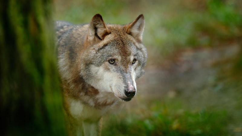 Dass der Wolf den Mann angreifen wollte, ist eher zu bezweifeln. (Symbolbild)