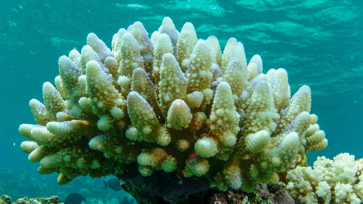 Ein Großteil der Korallen, die im Townsville/Whitsunday-Verwaltungsgebiet des Great Barrier Reef leben, ist bereits ausgeblichen. Ein Großteil der Korallen, die im Townsville/Whitsunday-Verwaltungsgebiet des Great Barrier Reef leben, ist bereits ausgeblichen.