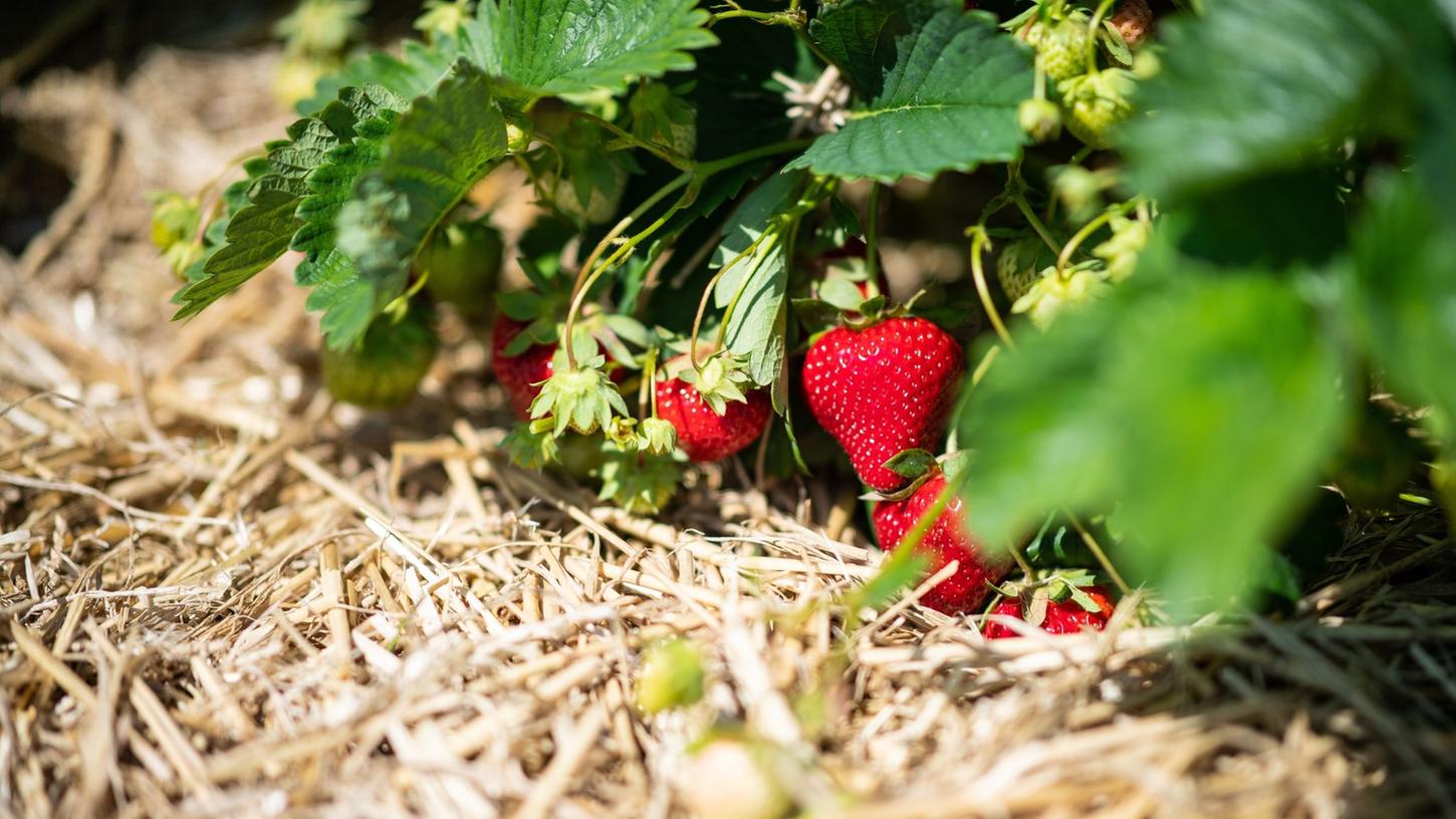 Eine Lage Stroh um die Erdbeeren hat viele Vorteile für die Pflanze.