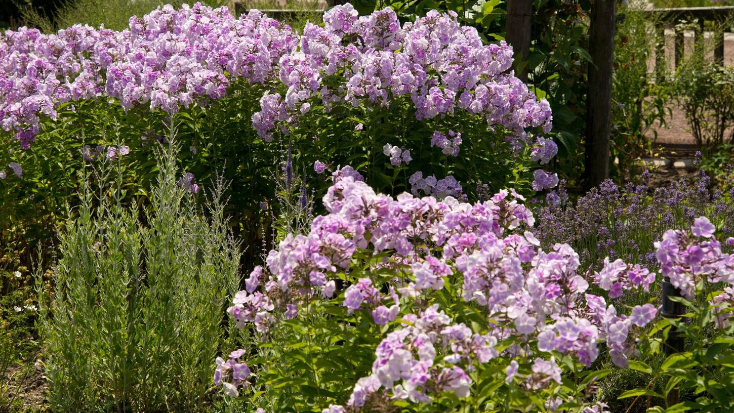 Dem Phlox (Bild: Phlox paniculata 'Prospero') tut der Rückschnitt Ende Mai gut. Dem Phlox (Bild: Phlox paniculata 'Prospero') tut der Rückschnitt Ende Mai gut.
