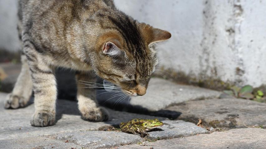 Beide irgendwie ratlos: Treffen sich eine Katze und ein Frosch im Botanischen Garten in Erlangen...
