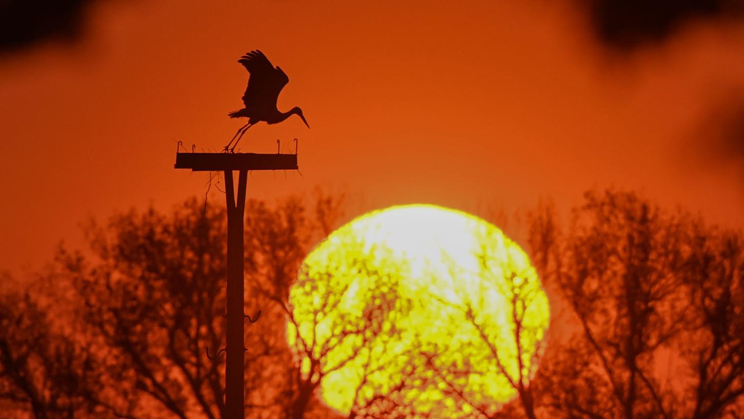 Ein Weißstorch setzt bei Sonnenaufgang von seinem Nest im Oderbruch zum Flug an. Ein Weißstorch setzt bei Sonnenaufgang von seinem Nest im Oderbruch zum Flug an.