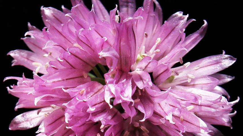 Bei uns blüht es wieder, das schöne Allium schoenoprasum. Es ist in fast allen Gärten daheim. Wenn man will, kann man es auch Schnittlauch nennen.
