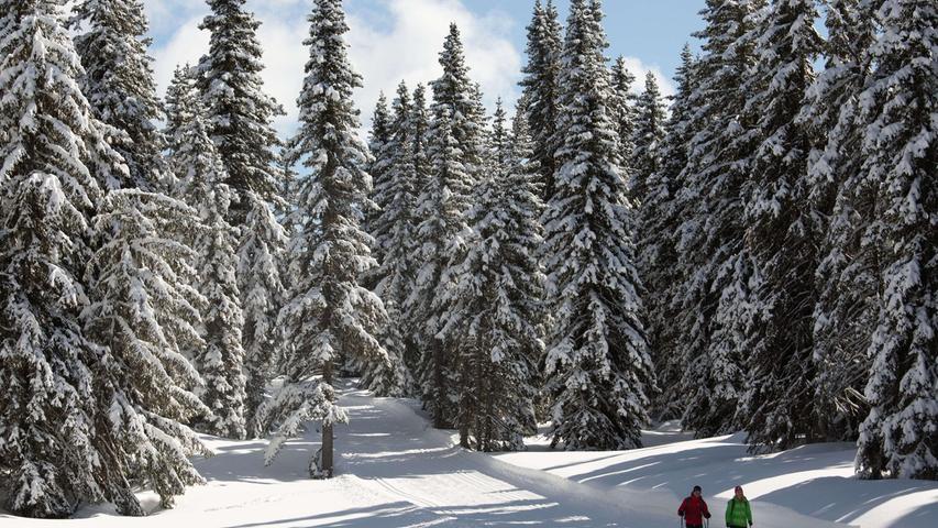 Stille im Winterwald: In Kartitsch kommt man zur Ruhe!