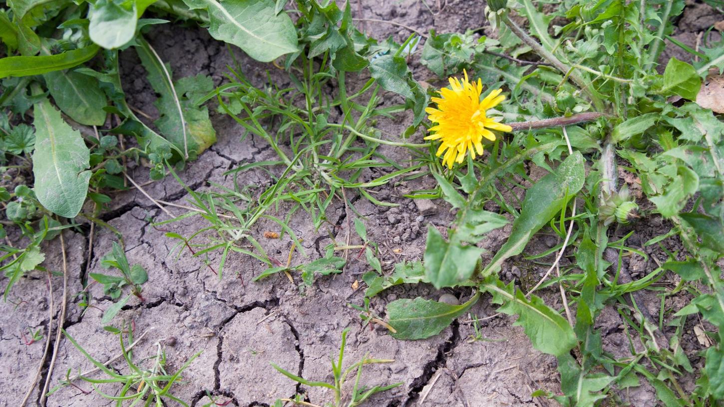 Die meisten Pflanzen kämen noch ganz gut zurecht mit der Rest-Feuchte im Boden, sagt ein Meterologe. Wenn es bis Ende Mai nicht regne, könne sich das aber ändern.