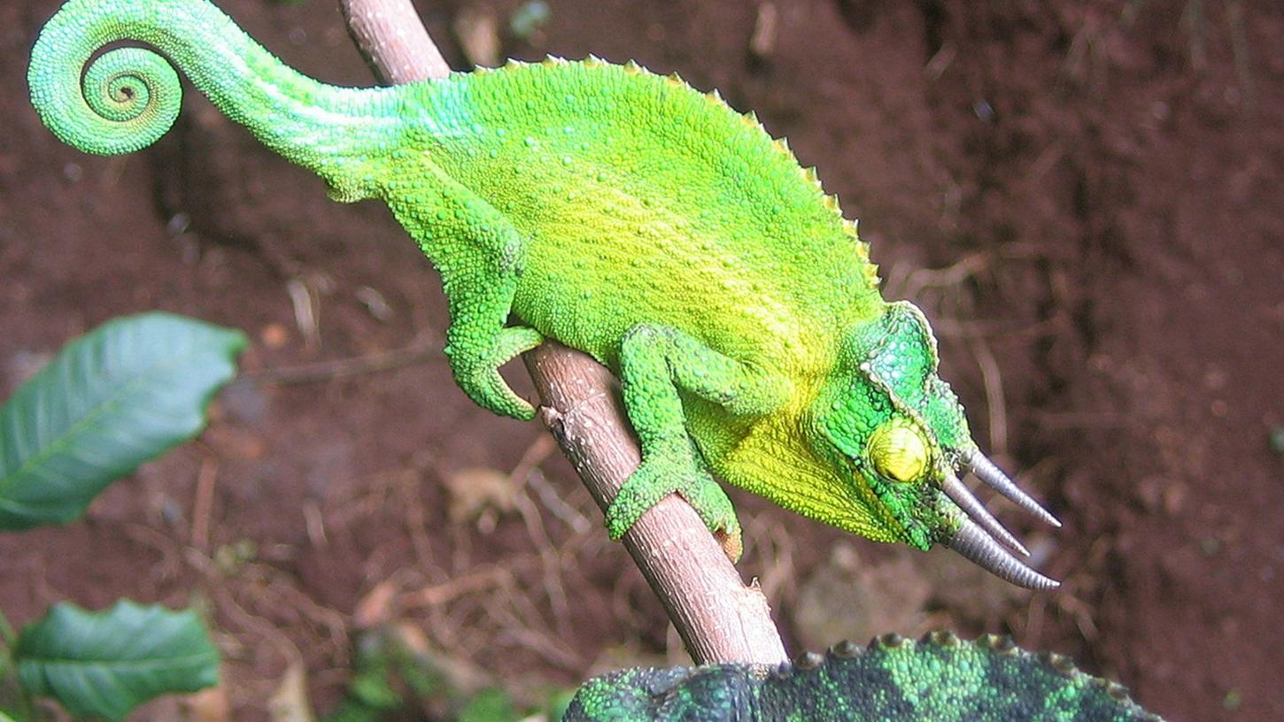 Ein männliches Dreihornchamäleon (oben) wirbt auf der hawaiianischen Insel Oahu mit seiner aufälligen Färbung um ein Weibchen. Ein männliches Dreihornchamäleon (oben) wirbt auf der hawaiianischen Insel Oahu mit seiner aufälligen Färbung um ein Weibchen.
