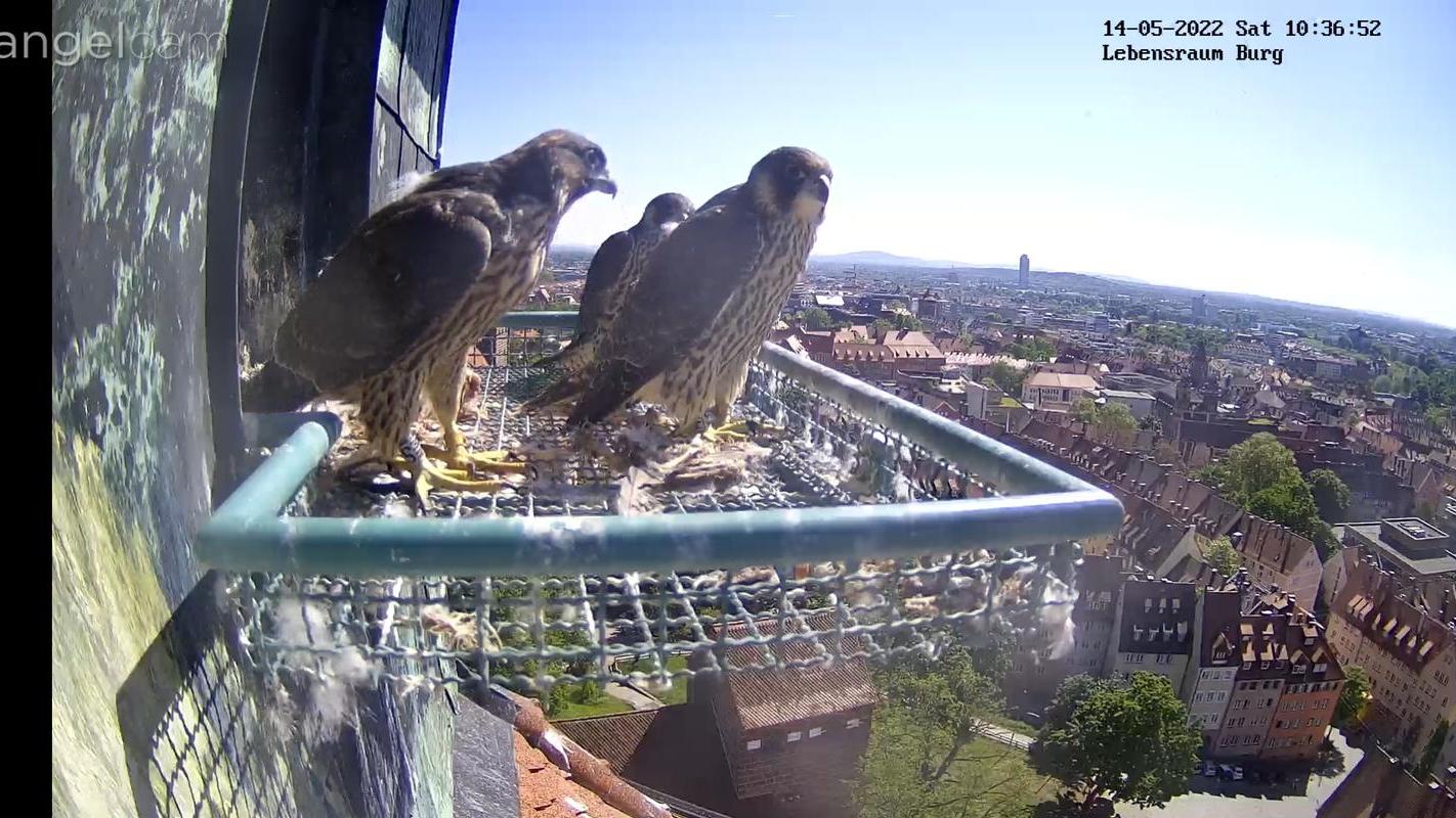 Abflug vom Sinwellturm der Kaiserburg Nürnberg Falken Junge sind