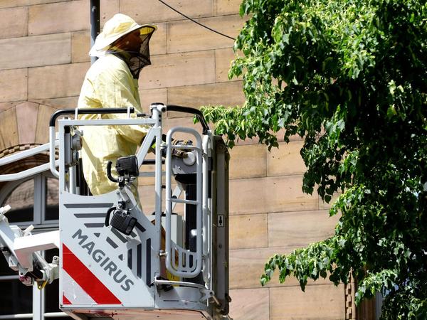 Feuerwehr-Einsatz: Zwei Bienenvölker sorgen für Wirbel am Fürther Rathaus