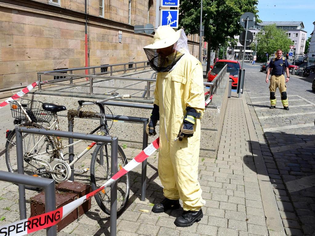 Feuerwehr-Einsatz: Zwei Bienenvölker sorgen für Wirbel am Fürther Rathaus