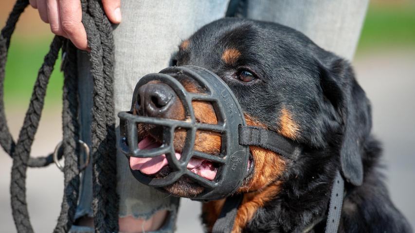 Eine Zeitungsausträgerin wurde in Weisendorf am 5. Oktober 2022 von einem Hund gebissen, welche Rasse es war, ist nicht bekannt, aber das Tier war nach Angaben der Verletzten braun und kniehoch (Symbolbild).  