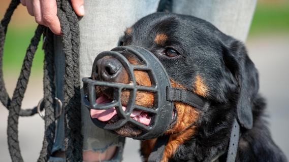 Kniehoher Hund beißt Zeitungsausträgerin - Besitzerin sagt "Der macht so was nicht" und geht weiter