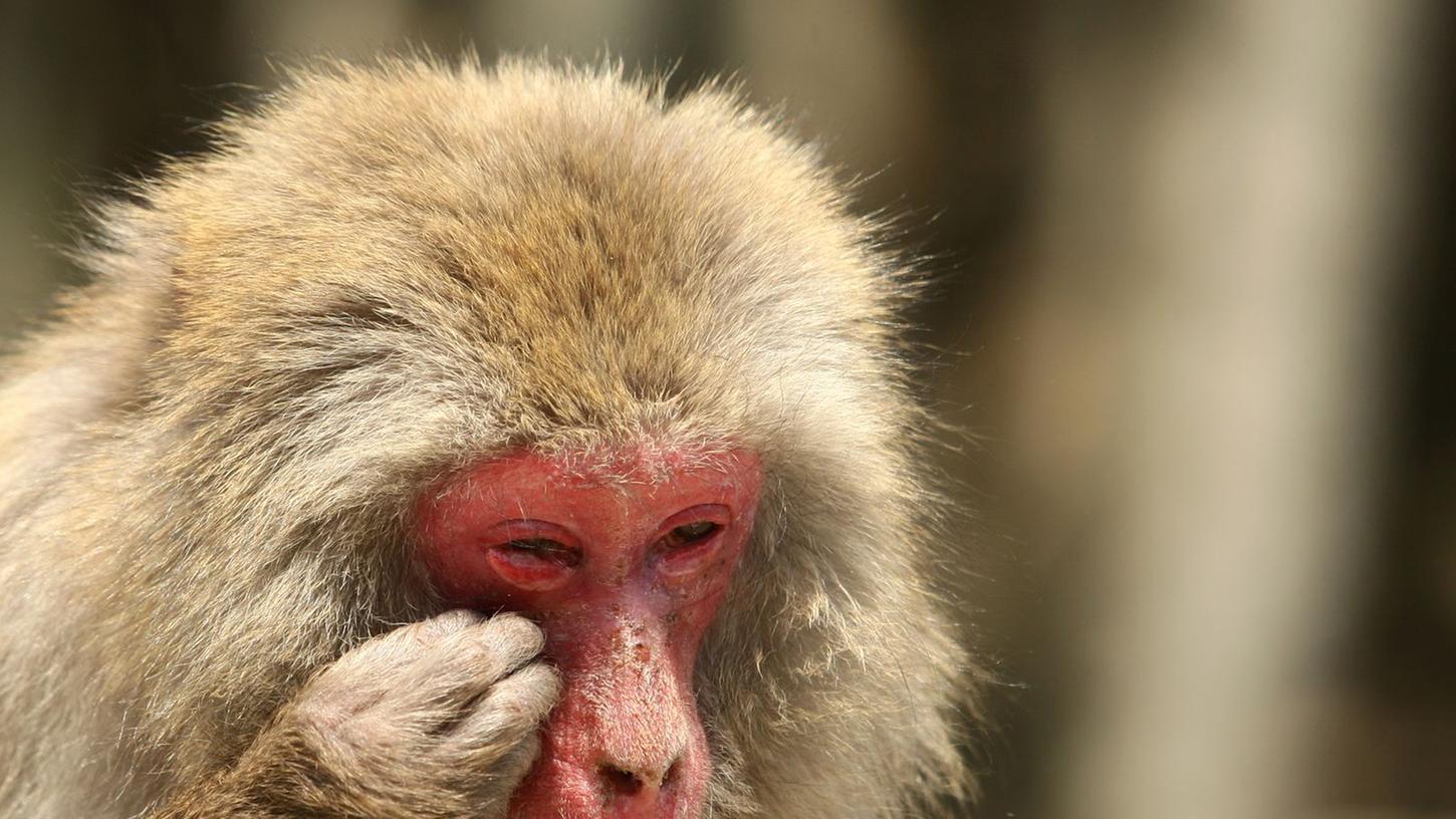 Die Affenpocken sind eine Viruserkrankung bei Affen, deren Erregerreservoir aber vermutlich Hörnchen und Nagetiere darstellen.
Die Affenpocken sind eine Viruserkrankung bei Affen, deren Erregerreservoir aber vermutlich Hörnchen und Nagetiere darstellen.