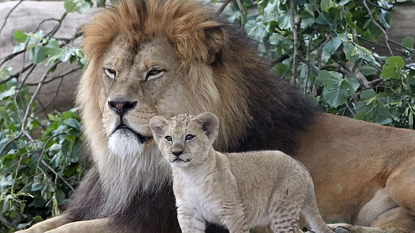 Ein Berberlöwen-Baby steht im Zoo in Neuwied neben seinem Vater. Die Berberlöwen sind eine Attraktion des Zoos. Ein Berberlöwen-Baby steht im Zoo in Neuwied neben seinem Vater. Die Berberlöwen sind eine Attraktion des Zoos.