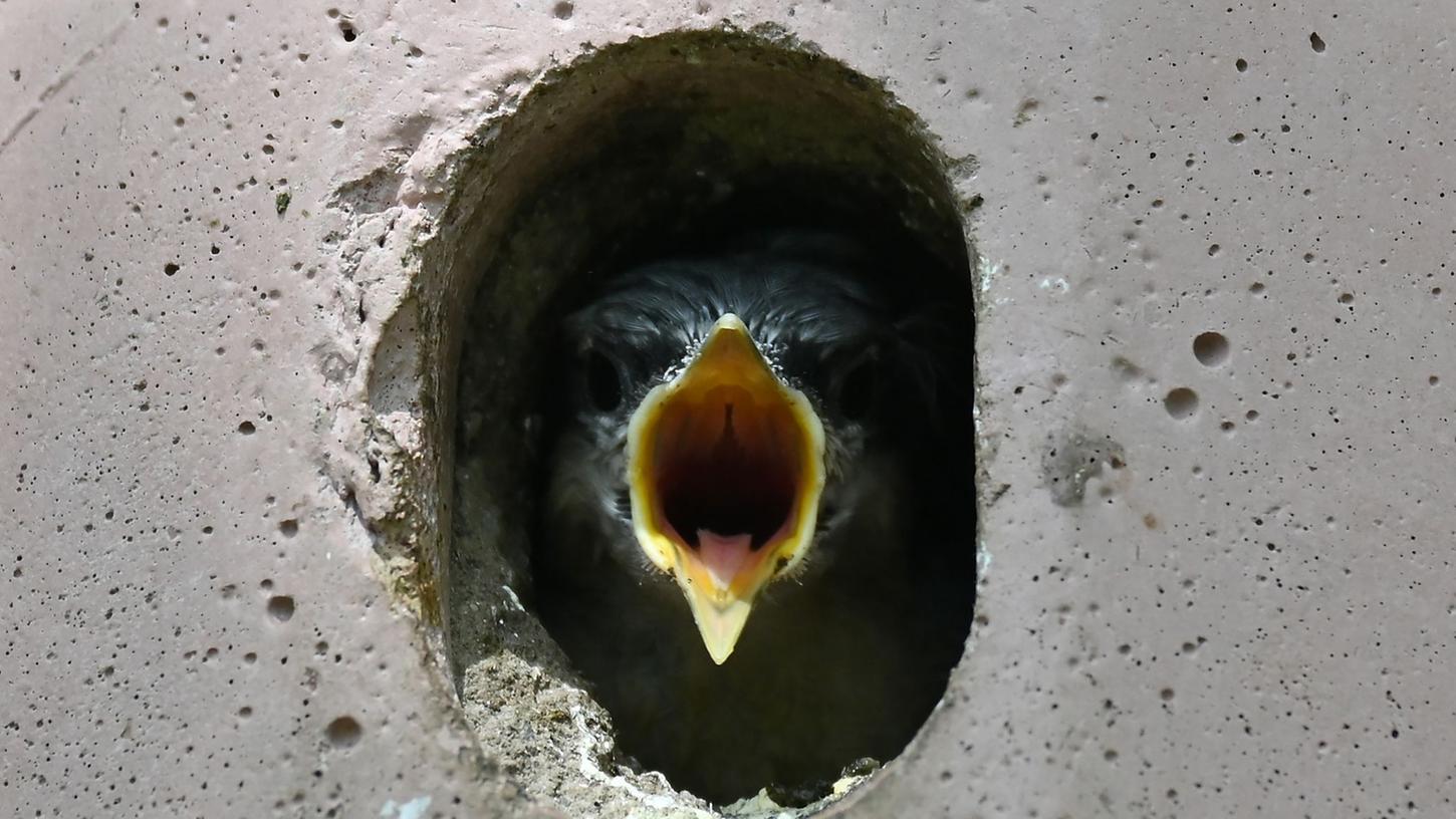 Ein Kleiber-Jungtier schaut aus seinem Vogelhäuschen und reißt hungrig seinen Schnabel auf. Auch wenn die Jungvögel laut piepen: Hilfe vom Menschen brauchen sie in der Regel nicht. Ein Kleiber-Jungtier schaut aus seinem Vogelhäuschen und reißt hungrig seinen Schnabel auf. Auch wenn die Jungvögel laut piepen: Hilfe vom Menschen brauchen sie in der Regel nicht.