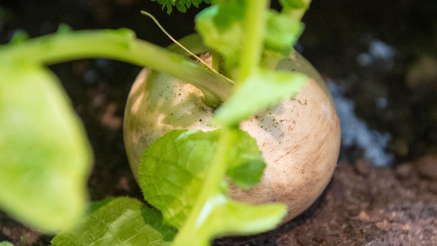 Mairübchen liegen geschmacklich zwischen Kohlrabi und Radieschen. Mairübchen liegen geschmacklich zwischen Kohlrabi und Radieschen.