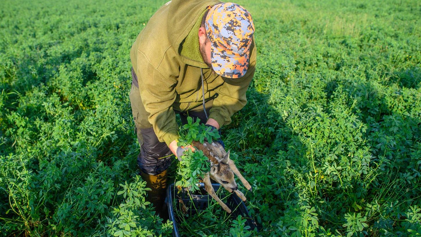 Stephan Wesche vom Verein "Wildtierretter Sachsen-Anhalt" legt ein Rehkitz in eine Box, das zuvor von einer Drohne mit Wärmebildkamera aufgespürt wurde. Stephan Wesche vom Verein "Wildtierretter Sachsen-Anhalt" legt ein Rehkitz in eine Box, das zuvor von einer Drohne mit Wärmebildkamera aufgespürt wurde.
