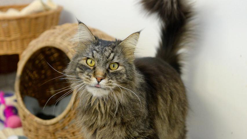 Auch der stattliche, getigerte Kater mit dem längeren Fell, offenbar eine Mischung aus Norwegischer Waldkatze und Maine-Coon, kam als Fundtier ins Tierheim, aber bisher haben sich seine Besitzer noch nicht gemeldet. Der hübsche und sehr zutrauliche Kater, der schon am 7. Mai in Neumarkt im Ortsteil Höhenberg am Hunnenweg zulief, trägt leider, wie so viele seiner Artgenossen, keinerlei Kennzeichnung, also keinen Chip und keine Tätowierung. Zu verstehen ist das nicht, denn die Kennzeichnung eines Tieres ist nicht so teuer, als dass man sich das als Tierbesitzer nicht leisten könnte. Und gerade bei solchen Tieren, die Begehrlichkeiten wecken könnten und auch noch sehr zutraulich sind, sollte man doch durch eine Kennzeichnung jederzeit sein Eigentum daran nachweisen können. Das Tierheim Neumarkt ist trotz der erfolgten Lockerungen noch immer bis auf Weiteres für Besucher, Gassigeher und Katzenstreichler geschlossen. Besuche und Tiervermittlungen können nur nach vorheriger telefonischer Terminvereinbarung stattfinden. Das Büro ist täglich (außer an Sonn- und Feiertagen) von 14.30 bis 17 Uhr unter der Telefonnummer (0 91 81) 2 28 62 erreichbar. In Notfällen und im Falle von Fundtieren ist das Tierheim ebenfalls unter dieser Telefonnummer erreichbar. Hier geht es zur Internet-Seite des Tierheims.
Auch der stattliche, getigerte Kater mit dem längeren Fell, offenbar eine Mischung aus Norwegischer Waldkatze und Maine-Coon, kam als Fundtier ins Tierheim, aber bisher haben sich seine Besitzer noch nicht gemeldet. Der hübsche und sehr zutrauliche Kater, der schon am 7. Mai in Neumarkt im Ortsteil Höhenberg am Hunnenweg zulief, trägt leider, wie so viele seiner Artgenossen, keinerlei Kennzeichnung, also keinen Chip und keine Tätowierung. Zu verstehen ist das nicht, denn die Kennzeichnung eines Tieres ist nicht so teuer, als dass man sich das als Tierbesitzer nicht leisten könnte. Und gerade bei solchen Tieren, die Begehrlichkeiten wecken könnten und auch noch sehr zutraulich sind, sollte man doch durch eine Kennzeichnung jederzeit sein Eigentum daran nachweisen können. Das Tierheim Neumarkt ist trotz der erfolgten Lockerungen noch immer bis auf Weiteres für Besucher, Gassigeher und Katzenstreichler geschlossen. Besuche und Tiervermittlungen können nur nach vorheriger telefonischer Terminvereinbarung stattfinden. Das Büro ist täglich (außer an Sonn- und Feiertagen) von 14.30 bis 17 Uhr unter der Telefonnummer (0 91 81) 2 28 62 erreichbar. In Notfällen und im Falle von Fundtieren ist das Tierheim ebenfalls unter dieser Telefonnummer erreichbar. Hier geht es zur Internet-Seite des Tierheims.