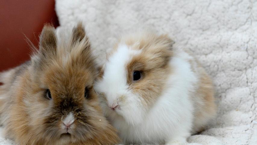 Die beiden Löwenkopfkaninchen „Susi“ und „Selma“ wirken immer, als seien sie die Ruhe selbst. Trotzdem benötigen sie viel Platz zum Herumhoppeln und um sich ausgiebig zu bewegen. Die beiden wuscheligen Mädels, die offenbar Geschwister sind, wurden etwa 2020 geboren und nachdem sie sich sehr gut verstehen, werden sie auch nur gemeinsam abgegeben.Das Tierheim Neumarkt ist trotz der erfolgten Lockerungen noch immer bis auf Weiteres für Besucher, Gassigeher und Katzenstreichler geschlossen. Besuche und Tiervermittlungen können nur nach vorheriger telefonischer Terminvereinbarung stattfinden. Das Büro ist täglich (außer an Sonn- und Feiertagen) von 14.30 bis 17 Uhr unter der Telefonnummer (0 91 81) 2 28 62 erreichbar. In Notfällen und im Falle von Fundtieren ist das Tierheim ebenfalls unter dieser Telefonnummer erreichbar. Hier geht es zur Internet-Seite des Tierheims.
Die beiden Löwenkopfkaninchen „Susi“ und „Selma“ wirken immer, als seien sie die Ruhe selbst. Trotzdem benötigen sie viel Platz zum Herumhoppeln und um sich ausgiebig zu bewegen. Die beiden wuscheligen Mädels, die offenbar Geschwister sind, wurden etwa 2020 geboren und nachdem sie sich sehr gut verstehen, werden sie auch nur gemeinsam abgegeben.Das Tierheim Neumarkt ist trotz der erfolgten Lockerungen noch immer bis auf Weiteres für Besucher, Gassigeher und Katzenstreichler geschlossen. Besuche und Tiervermittlungen können nur nach vorheriger telefonischer Terminvereinbarung stattfinden. Das Büro ist täglich (außer an Sonn- und Feiertagen) von 14.30 bis 17 Uhr unter der Telefonnummer (0 91 81) 2 28 62 erreichbar. In Notfällen und im Falle von Fundtieren ist das Tierheim ebenfalls unter dieser Telefonnummer erreichbar. Hier geht es zur Internet-Seite des Tierheims.