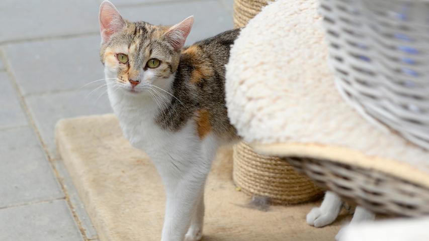 Auf der Suche nach einem neuen Zuhause ist auch das dreifarbige Katzenmädel „Ronja“. „Ronja“ ist jetzt gerade mal ein Jahr alt, sie ist geimpft, kastriert und mit einem Chip versehen, also fertig für den Auszug. Es kann sein, dass „Ronja“ anfangs noch etwas schüchtern ist, aber mit Ruhe und Geduld wird aus ihr bestimmt bald eine nette Familienkatze. „Ronja“ wünscht sich einen Haushalt, in welchem es nicht allzu turbulent zugeht und in welchem man ihr auch die erforderliche Zeit gibt, sich einzugewöhnen. Ein verkehrsberuhigt gelegenes Häuschen im Grünen würde ihr sehr gefallen, denn „Ronja“ geht gerne auch mal raus und sitzt in der Sonne. Sie weiß schließlich schon, wie eine Katzenklappe funktioniert. Das Tierheim Neumarkt ist trotz der erfolgten Lockerungen noch immer bis auf Weiteres für Besucher, Gassigeher und Katzenstreichler geschlossen. Besuche und Tiervermittlungen können nur nach vorheriger telefonischer Terminvereinbarung stattfinden. Das Büro ist täglich (außer an Sonn- und Feiertagen) von 14.30 bis 17 Uhr unter der Telefonnummer (0 91 81) 2 28 62 erreichbar. In Notfällen und im Falle von Fundtieren ist das Tierheim ebenfalls unter dieser Telefonnummer erreichbar. Hier geht es zur Internet-Seite des Tierheims.
Auf der Suche nach einem neuen Zuhause ist auch das dreifarbige Katzenmädel „Ronja“. „Ronja“ ist jetzt gerade mal ein Jahr alt, sie ist geimpft, kastriert und mit einem Chip versehen, also fertig für den Auszug. Es kann sein, dass „Ronja“ anfangs noch etwas schüchtern ist, aber mit Ruhe und Geduld wird aus ihr bestimmt bald eine nette Familienkatze. „Ronja“ wünscht sich einen Haushalt, in welchem es nicht allzu turbulent zugeht und in welchem man ihr auch die erforderliche Zeit gibt, sich einzugewöhnen. Ein verkehrsberuhigt gelegenes Häuschen im Grünen würde ihr sehr gefallen, denn „Ronja“ geht gerne auch mal raus und sitzt in der Sonne. Sie weiß schließlich schon, wie eine Katzenklappe funktioniert. Das Tierheim Neumarkt ist trotz der erfolgten Lockerungen noch immer bis auf Weiteres für Besucher, Gassigeher und Katzenstreichler geschlossen. Besuche und Tiervermittlungen können nur nach vorheriger telefonischer Terminvereinbarung stattfinden. Das Büro ist täglich (außer an Sonn- und Feiertagen) von 14.30 bis 17 Uhr unter der Telefonnummer (0 91 81) 2 28 62 erreichbar. In Notfällen und im Falle von Fundtieren ist das Tierheim ebenfalls unter dieser Telefonnummer erreichbar. Hier geht es zur Internet-Seite des Tierheims.