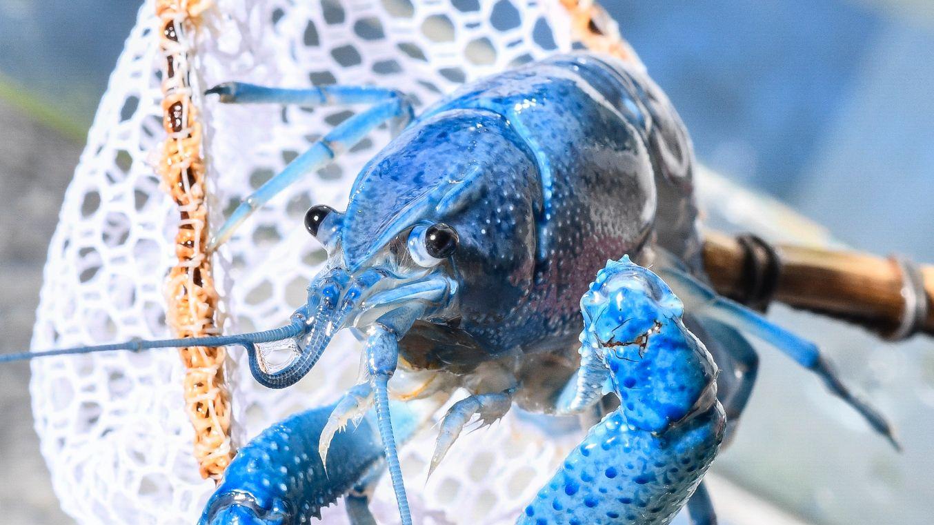 Ein Procambarus alleni oder kurz "Alleni", wie der blaue Florida-Krebs auch heißt, ist relativ friedlich und recht anspruchslos, daher ist dieser Krebs auch für Anfänger zu empfehlen. Ein Procambarus alleni oder kurz "Alleni", wie der blaue Florida-Krebs auch heißt, ist relativ friedlich und recht anspruchslos, daher ist dieser Krebs auch für Anfänger zu empfehlen.