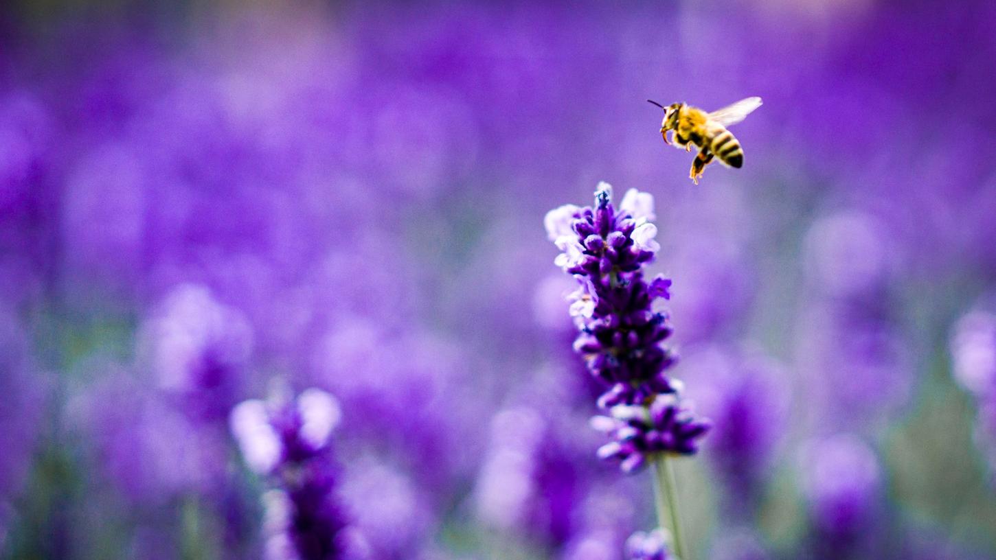 BUND: Bienenfreundliche Pflanzen sind oft Giftfalle