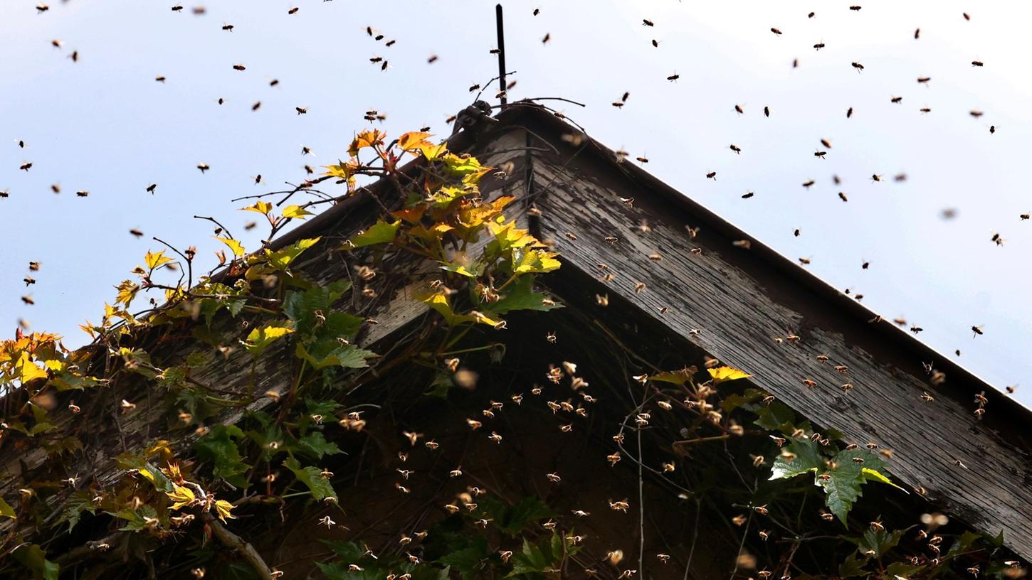Die Monate Mai und Juni sind die sogenannte "Schwarmzeit" für Bienen. Die Monate Mai und Juni sind die sogenannte "Schwarmzeit" für Bienen.