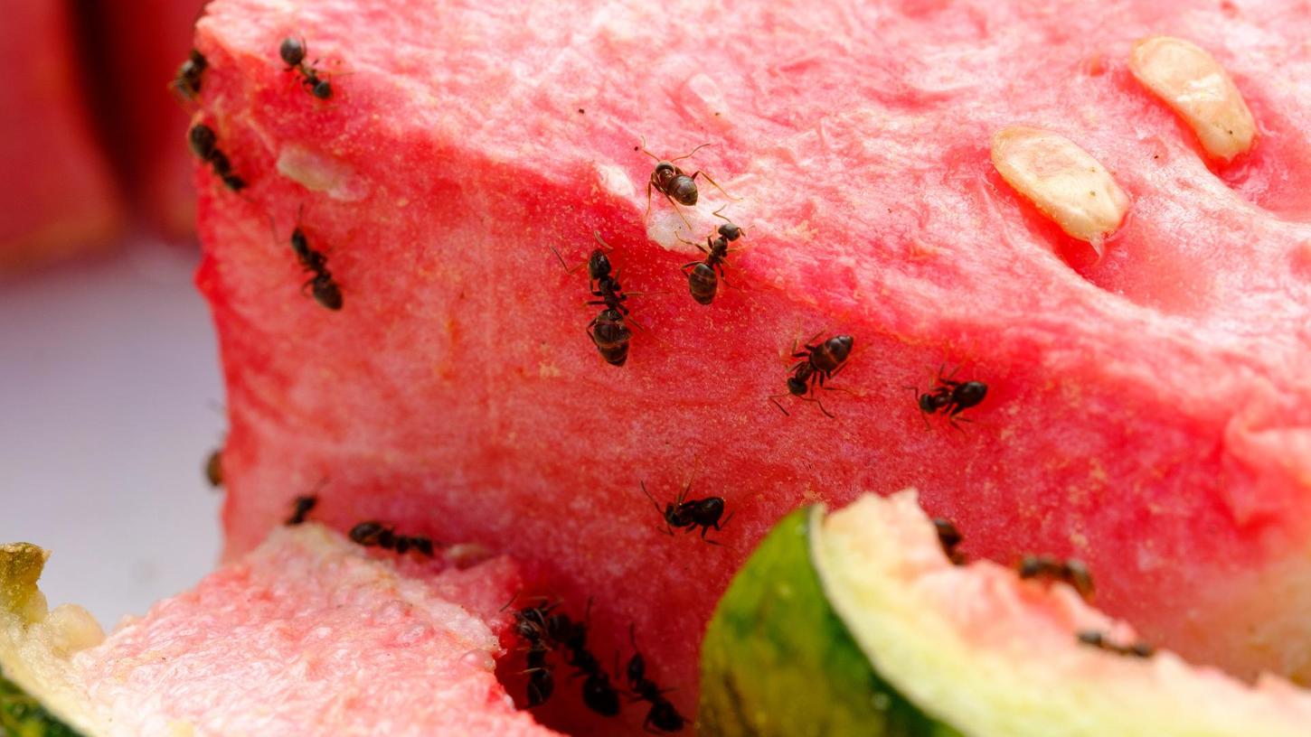 Ameisen mögen gerne Süßes - wie etwa Melonen.